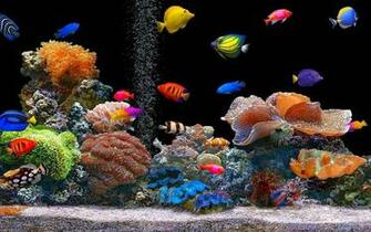 Real Aquarium Live Wallpaper For Android