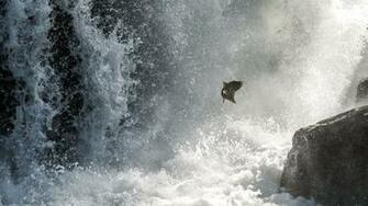 Salmon Fish River Waterfall Bear I Wallpaper Background