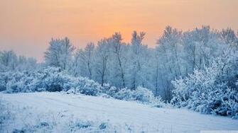 Winter Snow Trees 4k HD Desktop Wallpaper For Ultra Tv