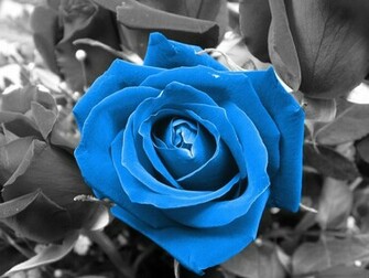 The Blue Rose Wallpaper Desktop