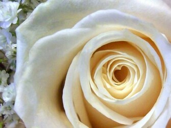 Park Red Rose Wallpaper White For Desktop Background