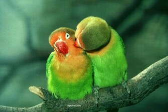 Birds Love Wallpaper Most Amazing