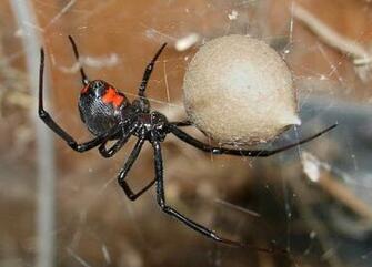 Black Widow Spider Pictures Wallpaper Of