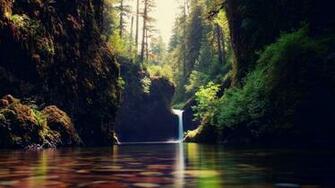 Tropical Rainforest Wallpaper