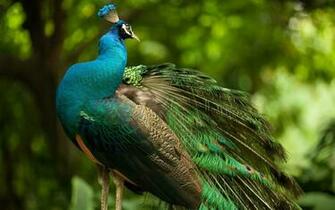 Peafowl Looking Behind Wallpaper