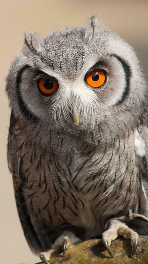 Cute Owl Wallpaper iPhone