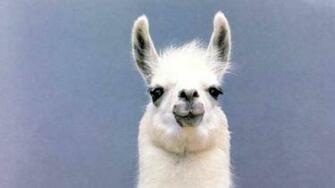 High Quality Llama Wallpaper Full HD Pictures