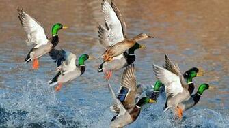 Ducks Unlimited Background Computer HD