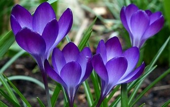 Spring Desktop Wallpaper Which Is Under The