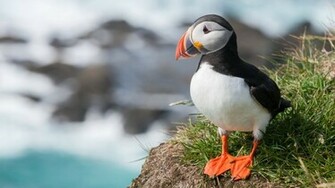 Puffin Wallpaper HD