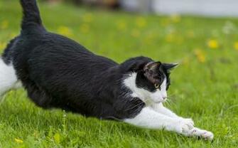 Wallpaper Cat Grass Summer Jump Shoot Game Cats