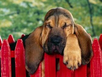 Bloodhounds Wallpaper Fun Animals Wiki Videos