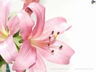 Lilies Wallpaper