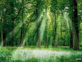 Green Image Forest HD Wallpaper And Background Photos