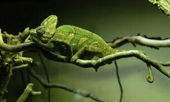 Chameleon Exotic Animals Wallpaper Fondo HD