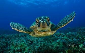 Sea Turtle Hug Google Skins Background