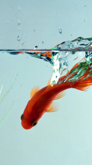 Fish iPhone Wallpaper