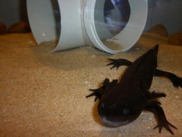 All About Axolotls Axolotl Colours