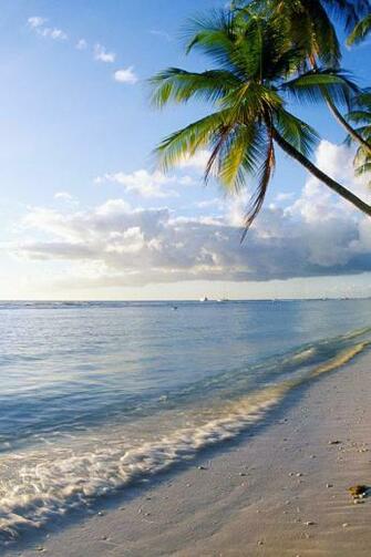 Palm Trees On The Pigeon Point Beach Wallpaper