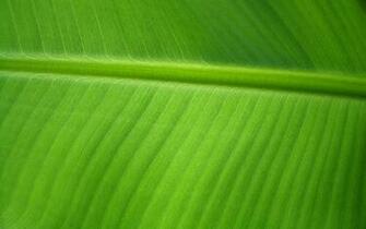 Banana Leaf By Orodrethc