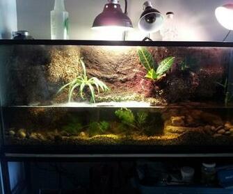 Paludarium Terrarium Build Steps Instructables