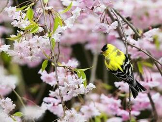 Spring Bird Wallpaper