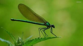 Dragon Fly Wallpaper