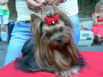 Yorkshire Terrier Lovely Wallpaper