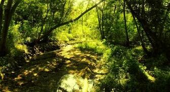 Enchanted Forest Desktop Wallpaper HD Background Of Your