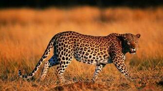 Best Leopord Wallpaper Background