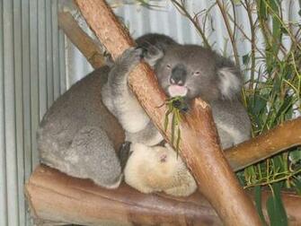 Kali Wallpaper Cute Koala Bear HD