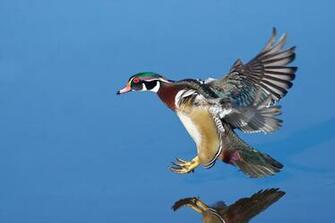 Wood Duck Wallpaper Image