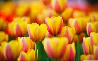 Yellow Pink Tulip Wallpaper Size Amazingpict HD