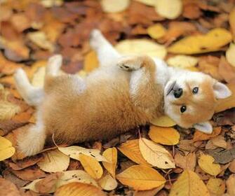 Little Shiba Inu Dog Wallpaper Screen