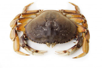 Dungeness Crab Top Wallpaper