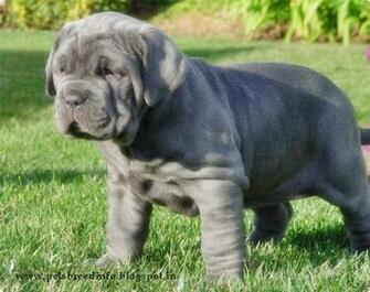 Neapolitan Mastiff Dog HD Wallpaper