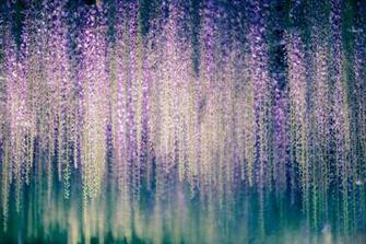 Wallpaper Wisteria Flowers Macro