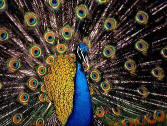 Keywords Peacock Wallpaper Desktopwallpaper