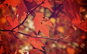So Glad I Live In A World Where There Are Octobers