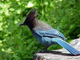 Stellar Blue Jay Bird Wallpaper Background