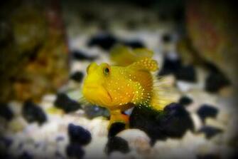 Watchman Goby Wallpaper High Quality