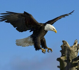 Animals Glede Animal Bird Birds Eagle Flying