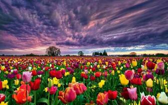 Tulip Field Computer Wallpaper Desktop Background Id
