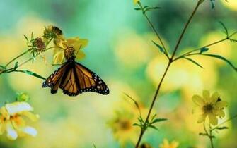 Nature Butterfly Wallpaper Butterflies