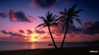 Palm Trees In Sunset Wallpaper HD