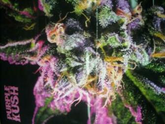 Purple Kush Wallpaper