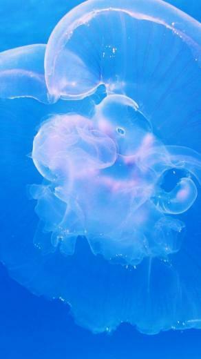 iPhone Wallpaper For Ocean Lovers Background