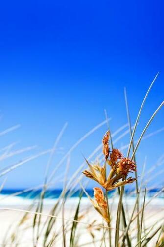 Summer On iPhone Wallpaper