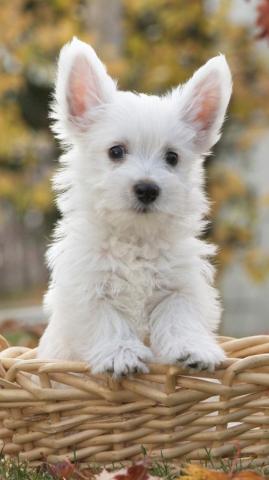 Cute Dog Wallpaper Phone Teahub Io