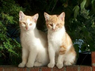 Funny Wallpaper HD Cute Cat Desktop
